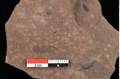 Foto (Detailansicht) von Graminea ? sp.  (NHMW-GEO-2024-0188-0389)